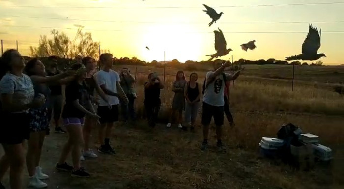 Liberación de palomas torcaces por varios voluntarios. 