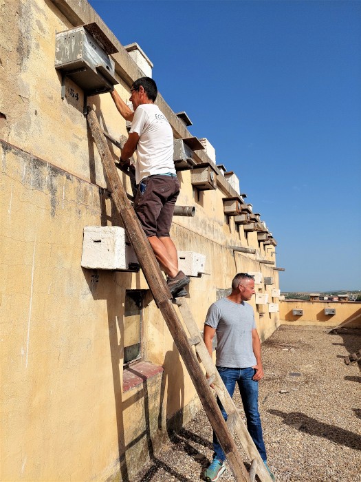 Voluntarios revisan los nidos ocupados por el cernícalo primilla en el silo de Baena (Córdoba). Foto GREFA-Andalucía