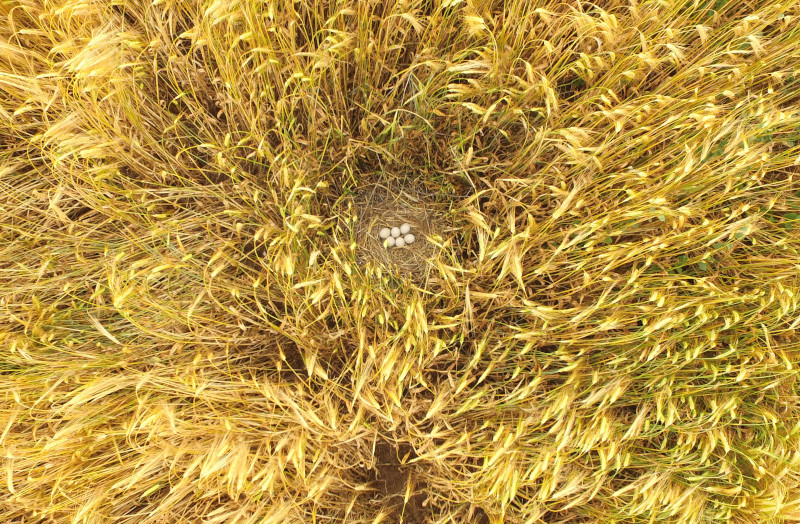 Nido de aguilucho cenizo entre el cereal fotografiado desde un dron durante un trabajo de censo de la especie.