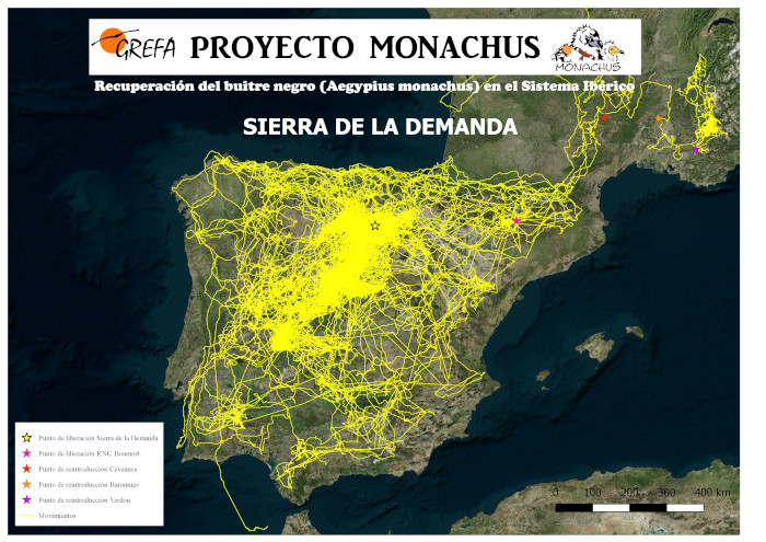 Mapa de movimientos de buitres negros marcados con GPS en la Sierra de la Demanda (reintroducidos).