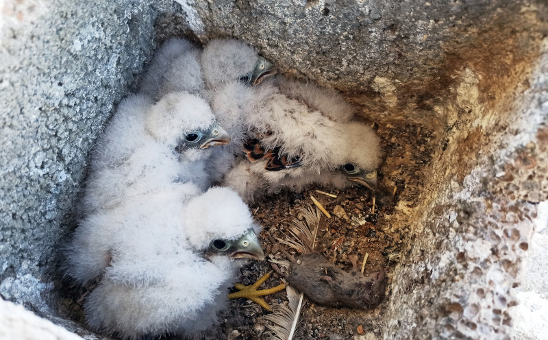 Pollos de cernícalo primilla en una caja nido emplazada en el silo de Villarez del Saz (Cuenca).