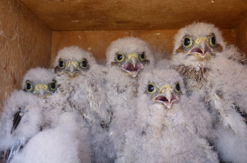 6 pollos de cernícalo en una de las más de 1.500 cajas nido instaladas por GREFA en Castilla y León desde el año 2009.