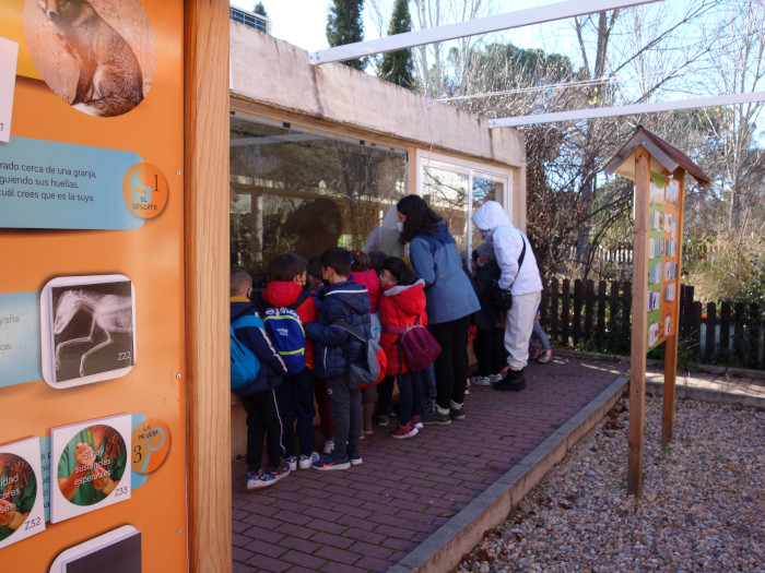 Niños de un colegio, junto a su profesora y una educadora ambiental, miran por unos ventanales al interior de una enfermería del hospital de fauna de GREFA.