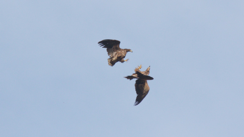 Dos de los pigargos liberados en Asturias, "Deva" y "Mansolea", juegan en vuelo sobre la ría de Tina Mayor, entre Asturias y Cantabria. Foto: Ilja Alexander Schroeder.