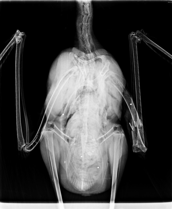 Radiografía del cadáver de la cigüeña blanca que ingresó en GREFA.