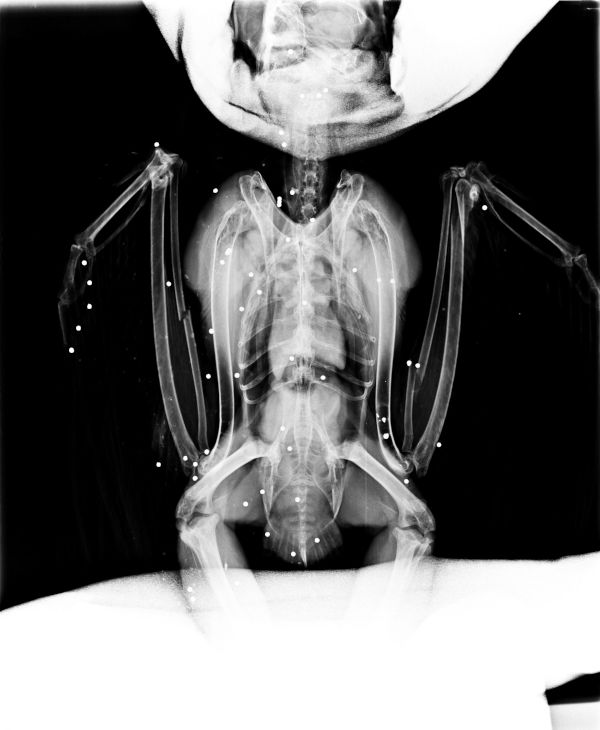 Radiografía del búho real tiroteado que entró en nuestro hospital de fauna.