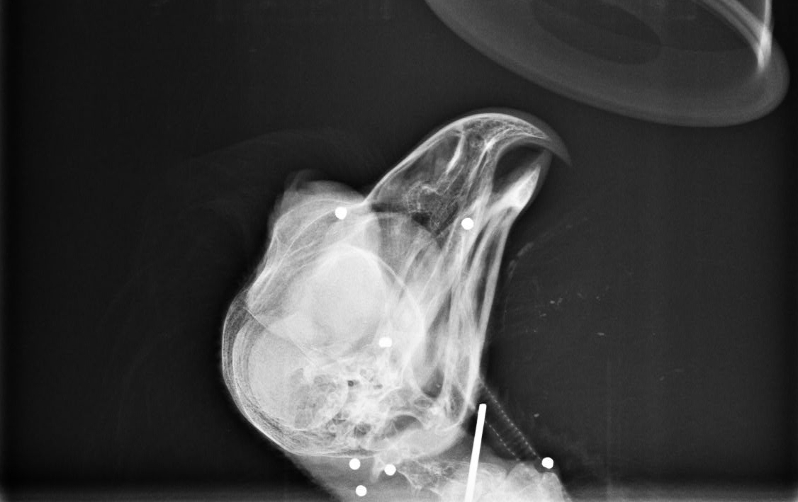 Radiografía de la cabeza del búho real ingresado en GREFA donde se pueden apreciar los perdigones.