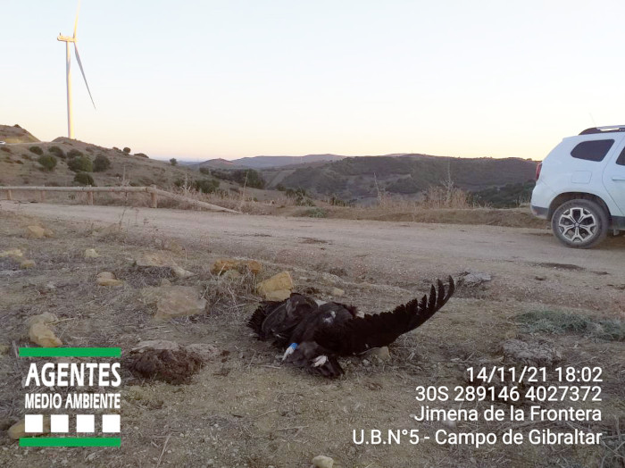 El cadaver del buitre negro N5 yace cerca de un aerogenerador, en el parque eólico de la provincia de Cádiz donde fue encontrado: Foto: Agentes de Medio Ambiente de la Junta de Andalucía.
