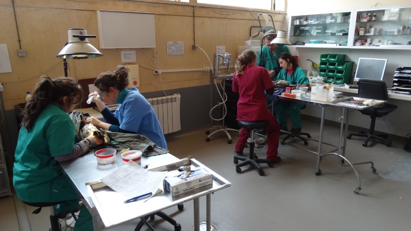 Sesión práctica durante una actividad de formación en el Hospital de Fauna Salvaje de GREFA.