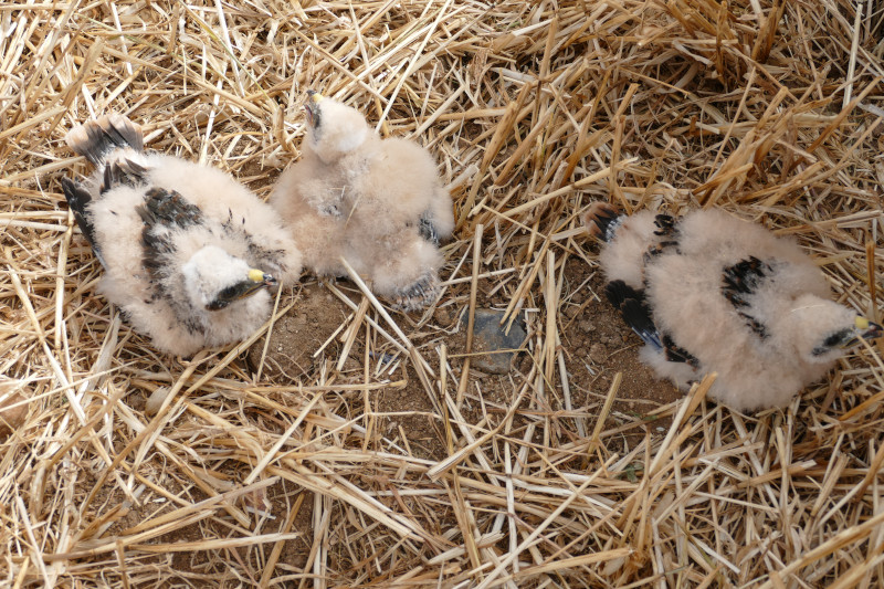 Tres pollos de aguilucho cenizo localizados por el personal de GREFA en una parcela cosechada.