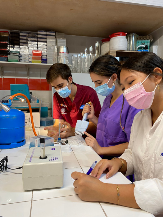Voluntarias del laboratorio realizan un antibiograma junto a uno de los veterinarios de GREFA.