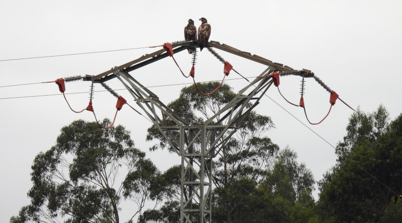 Los pigargos "Pindal" y "Pechón" reposan sobre un apoyo de un tendido eléctrico corregido para evitar electrocuciones de aves.