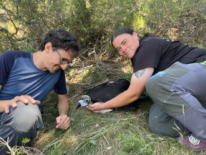 Davide Montanari y Ana Saez, técnicos del Proyecto Monachus de GREFA en la Sierra de la Demanda, junto con el pollo de buitre negro 'N7'