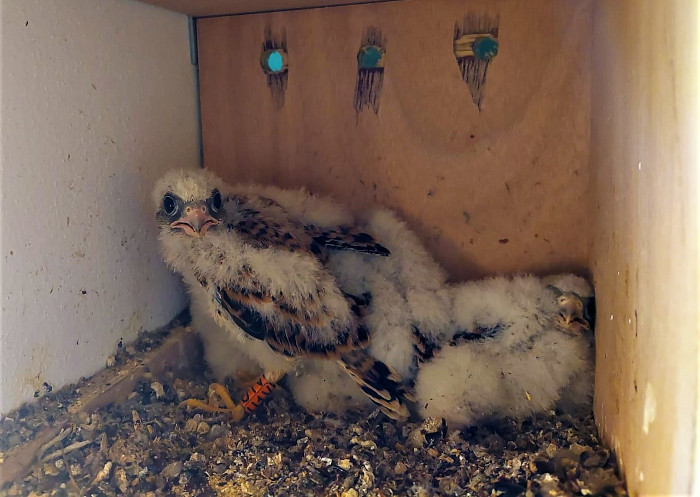 Una de las cinco cajas nido ocupadas del primillar de Tejadilla, con los pollos de cernícalo primilla ya anillados. Foto: José María Ayala / GREFA Andalucía.