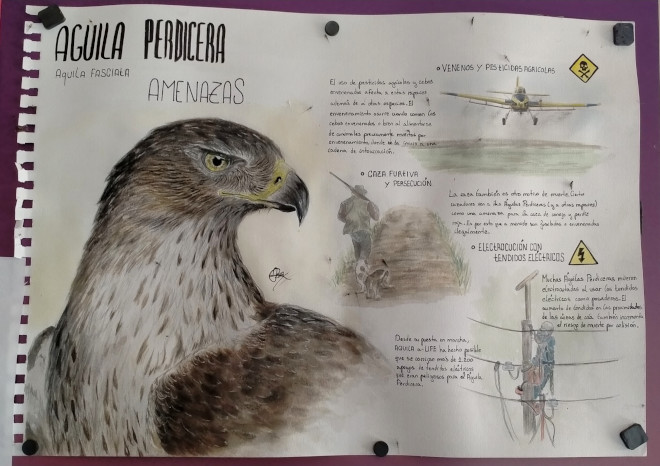 Dibujo de la alumna de Bachillerato Paula González sobre el águila de Bonelli y sus amenazas en la naturaleza.