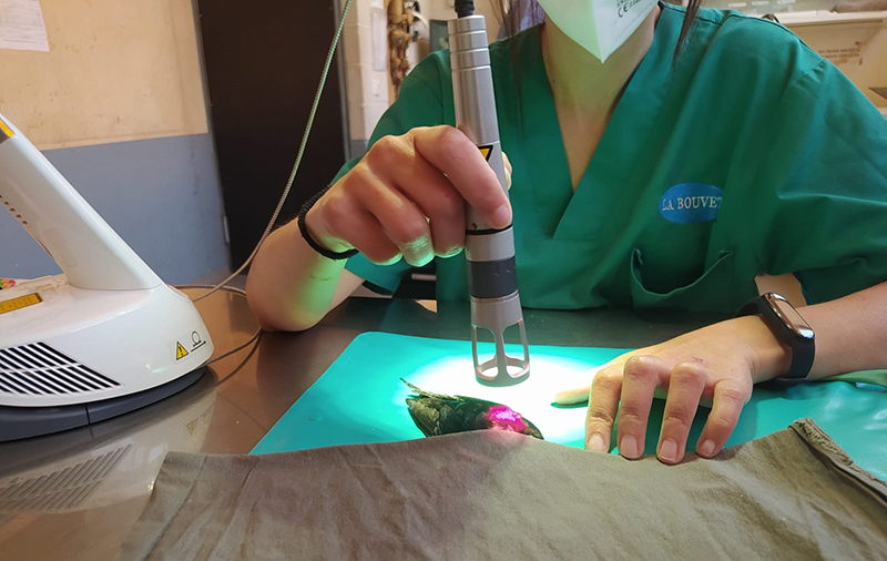 El equipo veterinario de GREFA utilizó el láser para la recuperación de la golondrina.