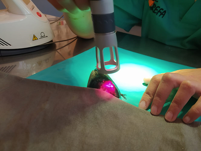 La laserterapia nos permite acelerar la rehabilitación de los animales, como es el caso de esta golondrina.