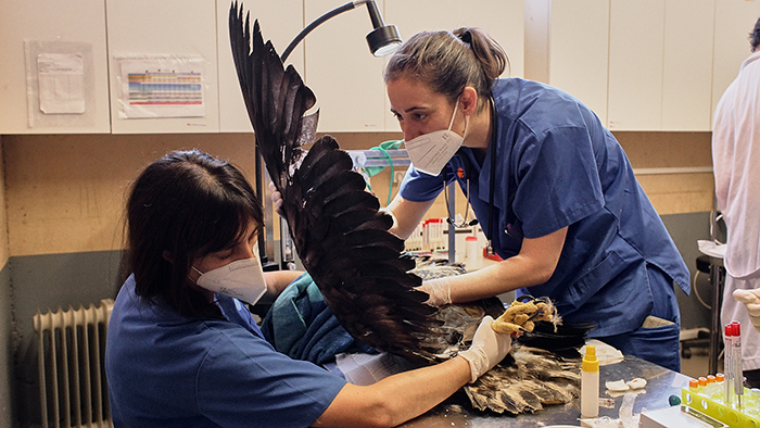 Dos veterinarias examinan el ala de un pigargo en el Hospital de Fauna Salvaje de GREFA.