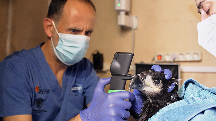 Un veterinario de GREFA examina un ojo de uno de los pigargos, antes de su traslado a Asturias. 
