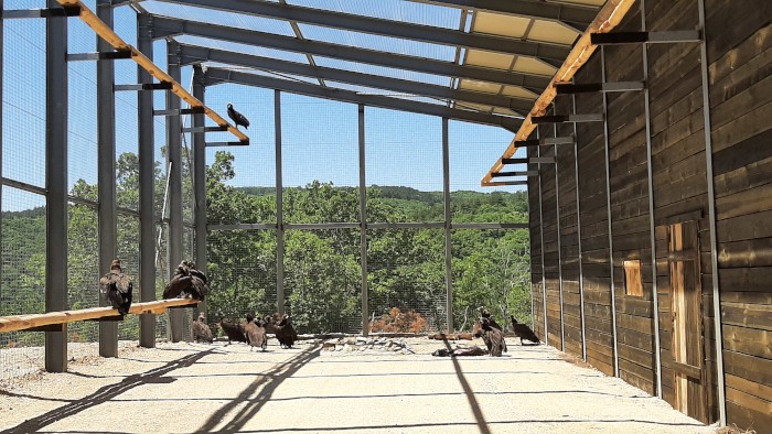 Vista interior del jaulón de aclimatación, con los buitres negros trasladados desde España ya dentro.