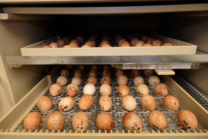 Huevos de cernícalo primilla correspondientes a 2022 en una incubadora de GREFA.