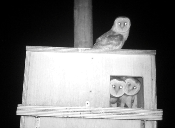 Imagen nocturna de pollos de lechuza ya volantones en una caja nido como la que hemos elegido para instalar nuestra nueva cámara y hacer el seguimiento reproductor de la especie.