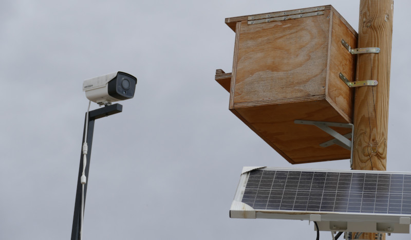Configuración del dispositivo de cámara autónoma frente a la caja nido ocupada por una pareja de lechuza.