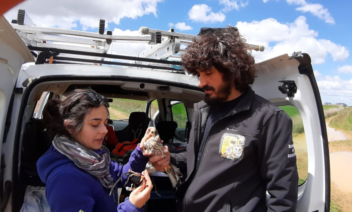 Natalia Pastor y Carlos Cuéllar con un pollo de cernícalo vulgar durante la realización de una de las jornadas de extracción de muestras.