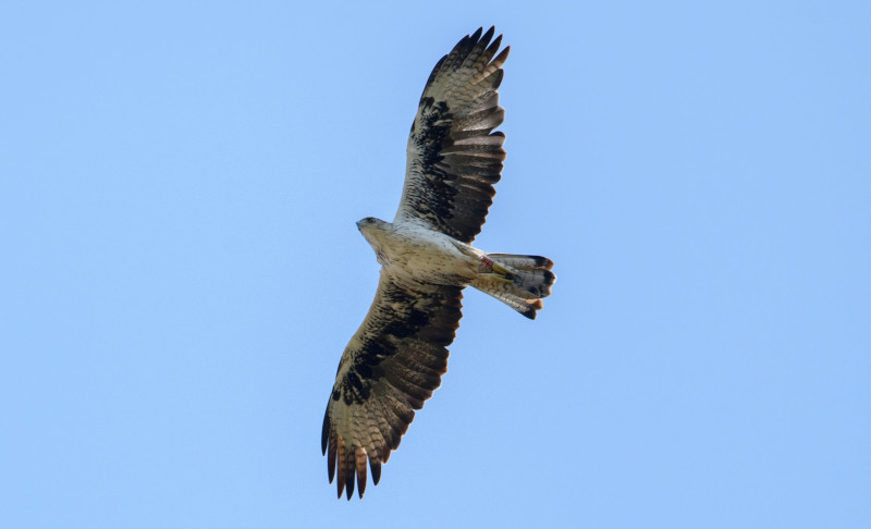 El águila de Bonelli "Frax" es el macho de una de las parejas de la especie que se reproduce en Mallorca. Foto: Miquel Vallespir.