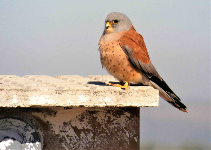 Macho de cernícalo primilla sobre su nidal, colocado por GREFA en la colonia del silo de Baena (Córdoba) donde cría.