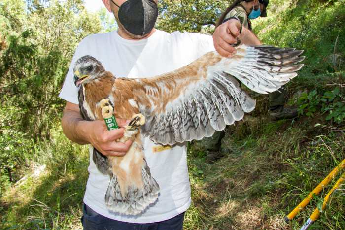 El águila de Bonelli "Travieso", durante su marcaje con GPS. Este ejemplar es uno de los dos nacidos en 2021 en la Comunidad de Madrid de la pareja formada por "Haza" y "Bélmez" (ambos reintroducidos).