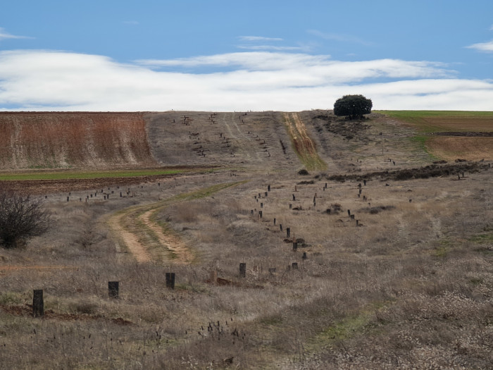 Panorámica de la reforestación impulsada por GREFA en Campo de San Pedro, una vez concluida la reciente acción de voluntariado.