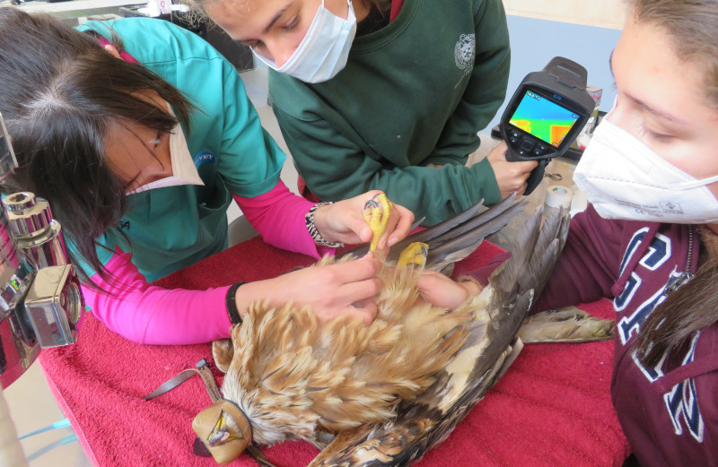 Personal veterinario de GREFA examina al milano real electrocutado.