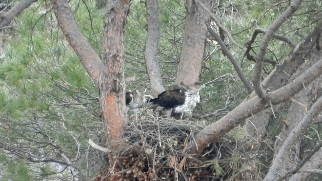 La hembra "Aulaga" y el macho "Alcaudete", durante un cambio de turno para incubar en su nido de la Comunidad de Madrid.
