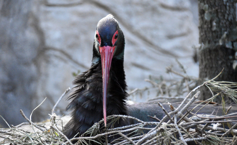 Cigüeña negra echada sobre su nido en GREFA, para incubar en la actual temporada de cría.