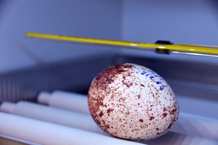 Huevo de buitre negro procedente de la puesta de este año de una de las parejas de la especie que crían en las instalaciones de GREFA.