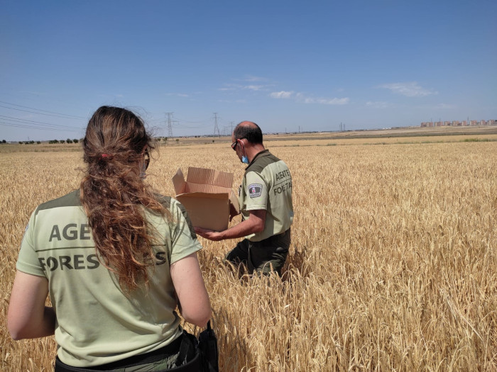Dos Agentes Forestales de la Comunidad de Madrid acuden al rescate de la puesta de aguilucho cenizo que estaba amenazada por el paso de las cosechadoras.