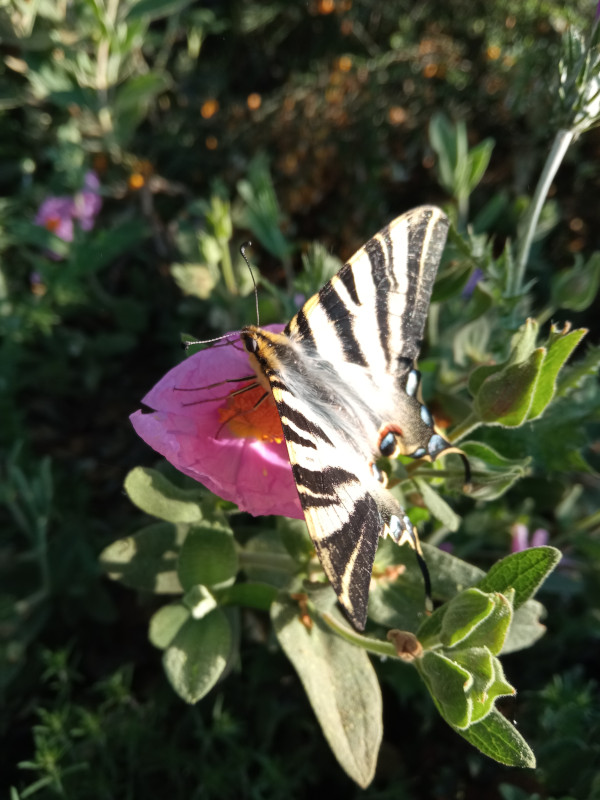 Una mariposa chupaleches recoge el néctar de una flor en GREFA.