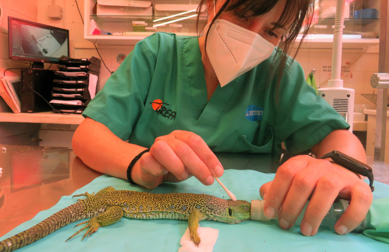 Una veterinaria de GREFA se emplear a fondo para eliminar el pegamento con el que se había impregnado el lagarto ocelado.