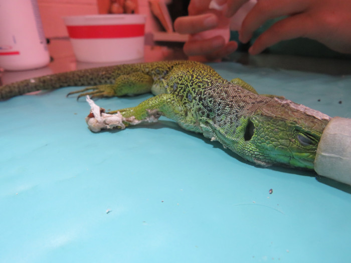 Para poder tratar al lagarto ocelado con total seguridad, fue necesario anestesiarlo.