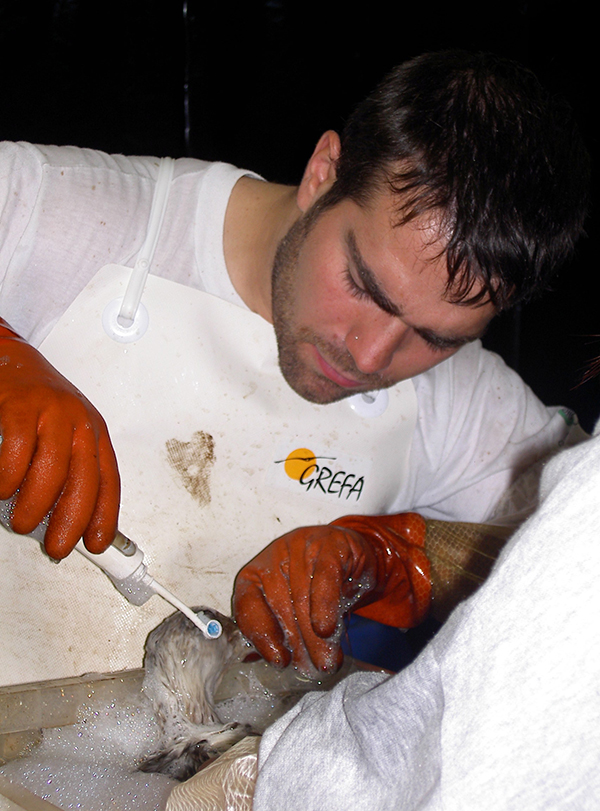 Un voluntario de GREFA limpia el plumaje de un alcatraz afectado por el chapapote del “Prestige”.