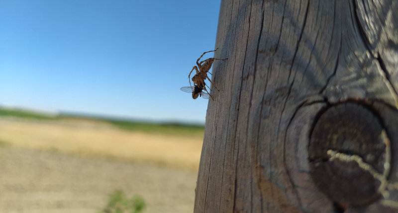 Poste de madera de una de las cajas nido para lechuzas instaladas por GREFA en las que se observa una araña que sostiene una mosca entre sus quelíceros. Foto: Carlos Cuéllar Basterrechea/GREFA.