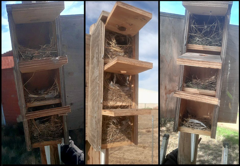 Varios ejemplos de cajas nido para gorriones instaladas por GREFA totalmente ocupadas.