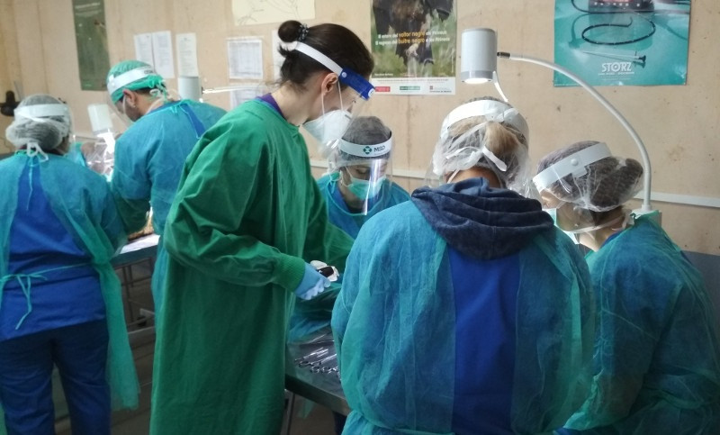 Irene López, veterinaria de GREFA, se dirige a varios cursillistas en la clase de necropsias durante una edición anterior del curso.