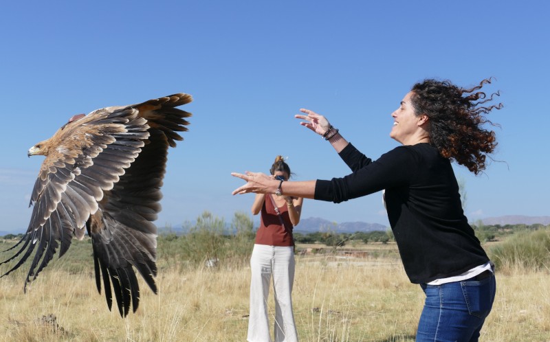 Momento de la liberación del águila imperial “Sol” en el medio natural.