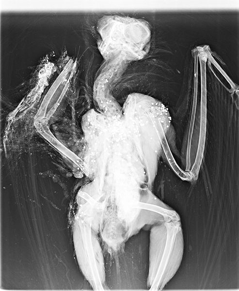 Radiografía de uno de los tres búhos reales tiroteados, en la que se aprecia la gran cantidad de perdigones alojados en su cuerpo.