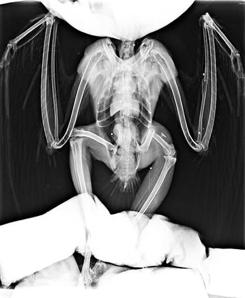 Radiografía de otro de los búhos reales que fue víctima de disparo.