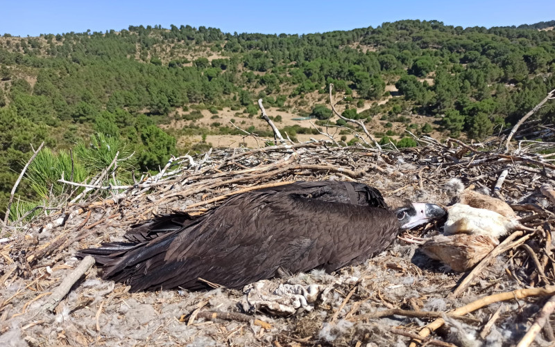 Esta foto de un pollo de buitre negro en su nido, tras serle colocado el emisor GPS, abre el artículo de 'Quercus'. Es uno de los ejemplares que moriría en el incendio de Cebreros.