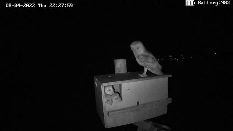 Vista nocturna del nido monitorizado de lechuza común mediante la webcam instalada por GREFA.