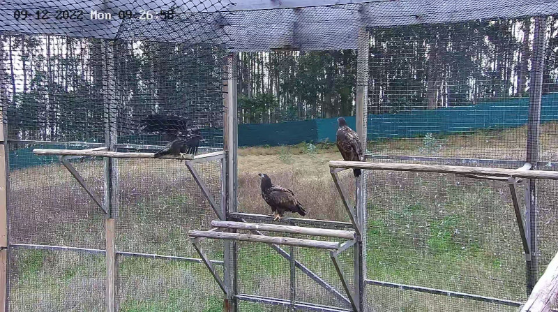 Captura de vídeocámara de tres de los pigargos liberados hoy, aún en el interior del jaulón de aclimatación de Pimiango (Asturias), pero con la instalación ya abierta para permitir la salida de la aves.
